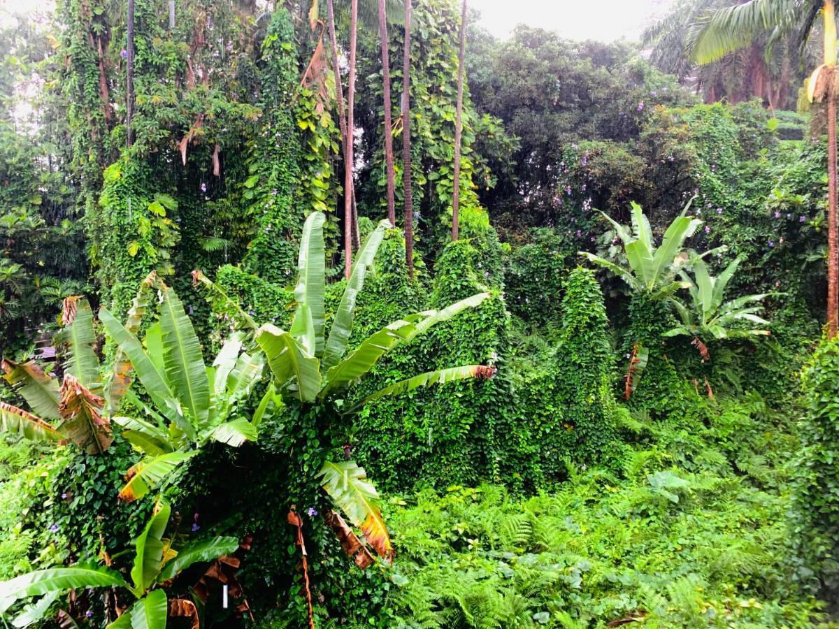 Wild Ginger Hotel Hilo Exterior foto